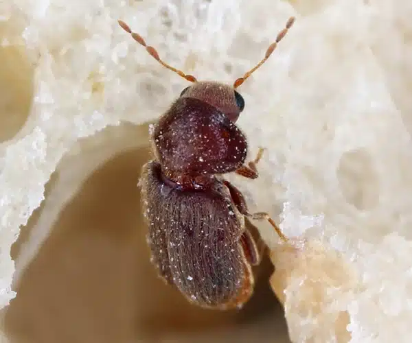 Schädlinge zuverlässig bekämpfen